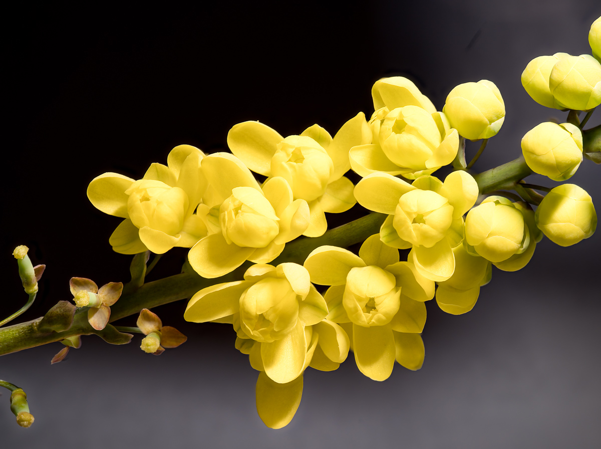 Flowers of mahonia bush